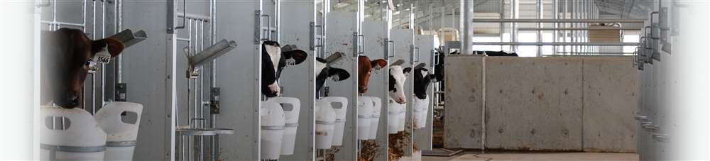 Artex Calf Zone Pens