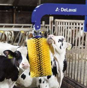 Mini Swinging Cow Brush